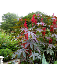 Rudbéckia Cappuccino