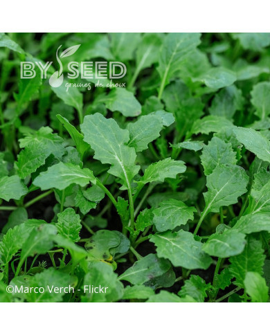 Roquette sauvage Wildfire (wasabi)