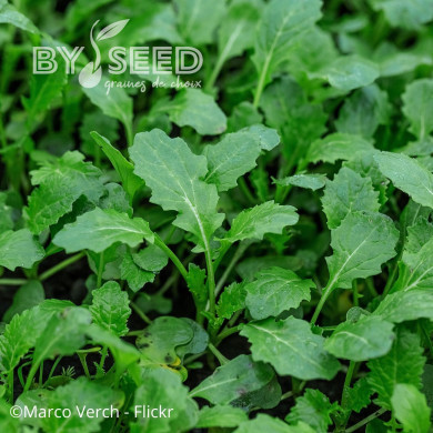 Roquette sauvage Wildfire (wasabi)