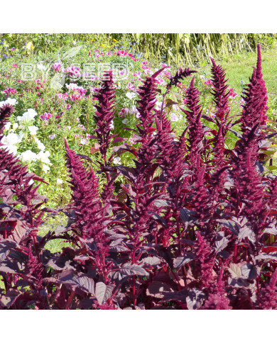 Amarante Velvet Curtains