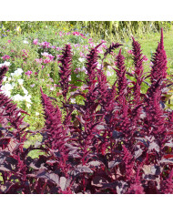 Amarante Red Cathedral (Dôme rouge)