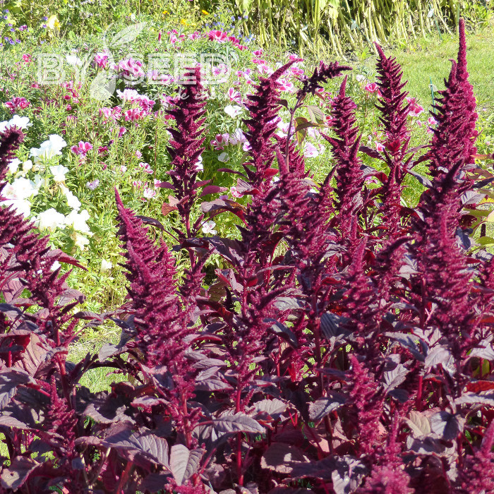 Amarante Velvet Curtains