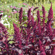 Amarante Velvet Curtains