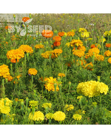 Rose d'Inde haute Crackerjack Mix