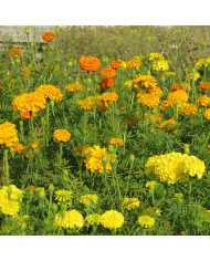 Pyrèthre Robinson's Giants Mix