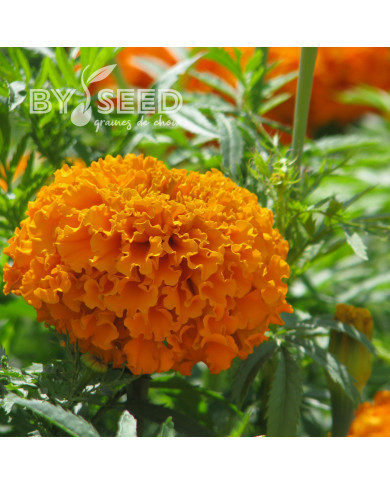 Rose d'Inde haute Hawaii