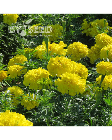 Rose d'Inde haute Mary Helen