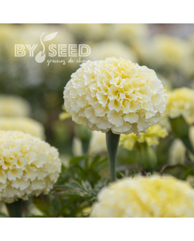 Rose d'Inde Whitegold Max