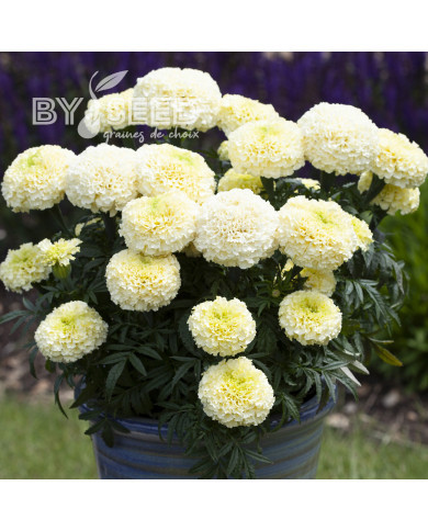 Rose d'Inde Whitegold Max