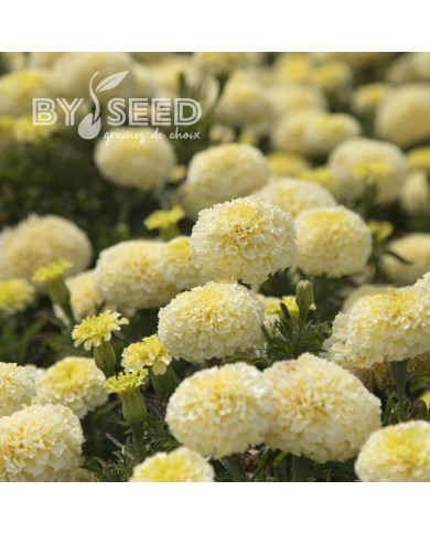 Rose d'Inde Whitegold Max