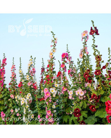 Rose trémière Antwerp Stars Mix