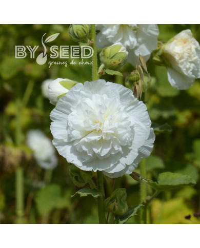 Rose trémière double Chater's White