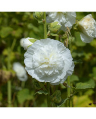 Rose trémière Antwerp Stars Mix