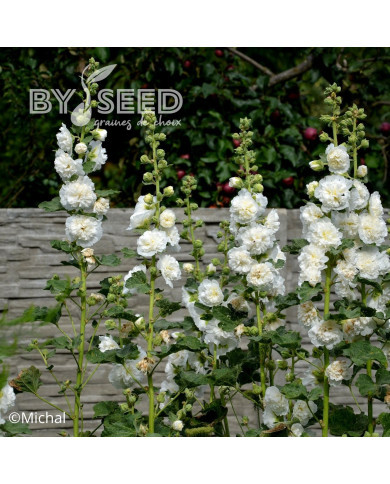 Rose trémière double Chater's White