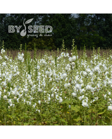 Rose trémière double Chater's White
