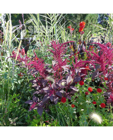 Amarante Velvet Curtains