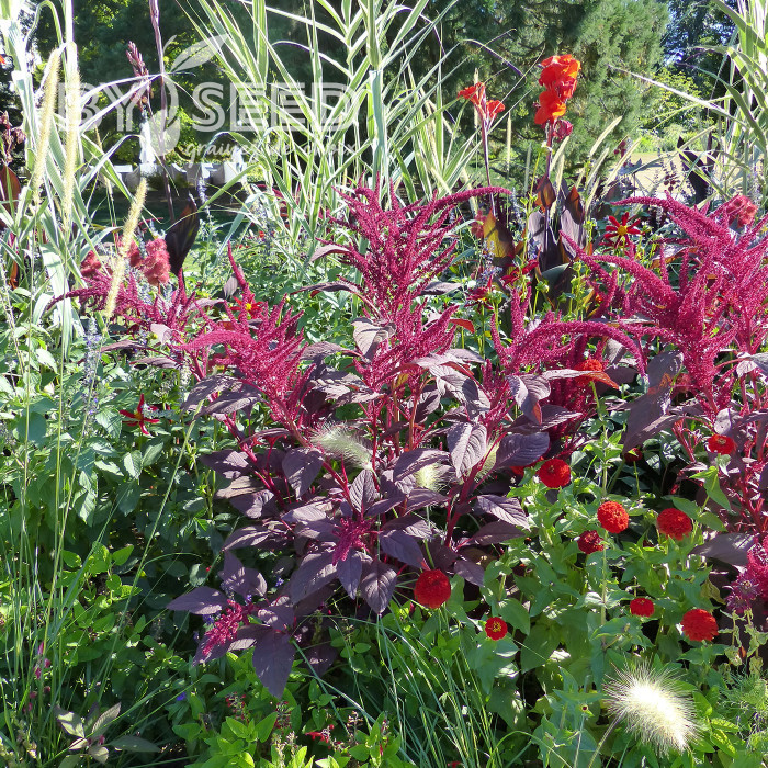 Amarante Velvet Curtains