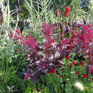 Amarante Velvet Curtains