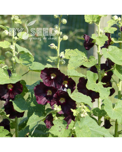 Rose trémière nigra Jet Black