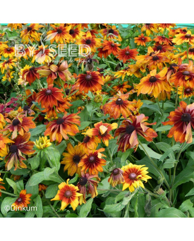 Rudbéckia Cappuccino