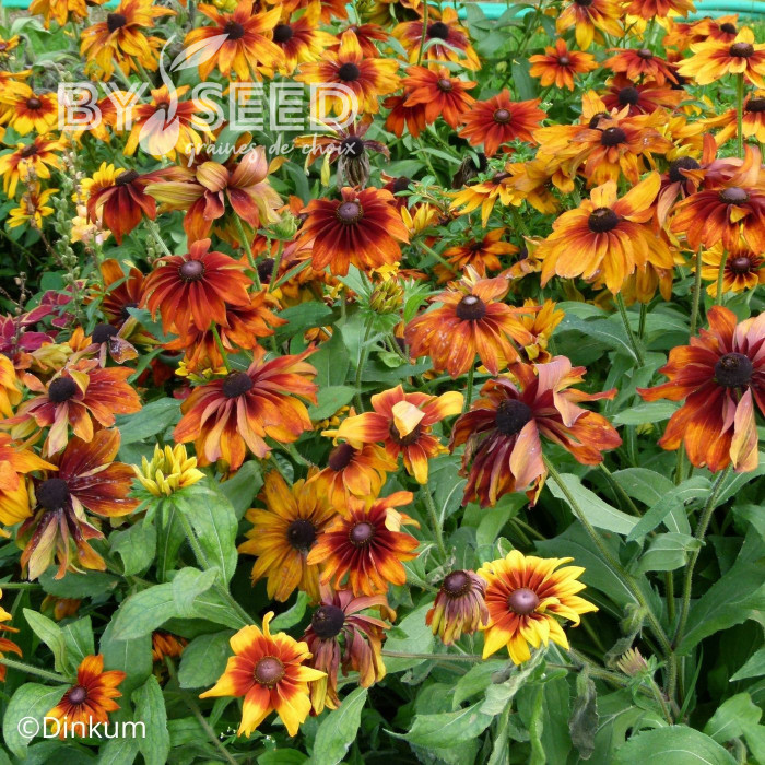 Rudbéckia Cappuccino