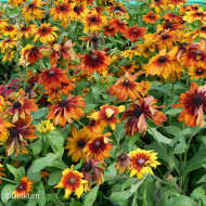 Rudbéckia Cappuccino