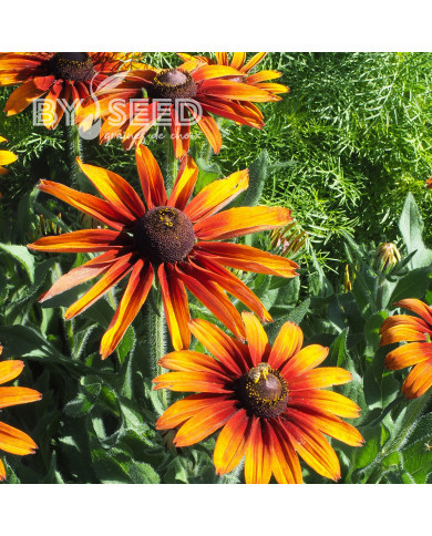 Rudbéckia Cappuccino