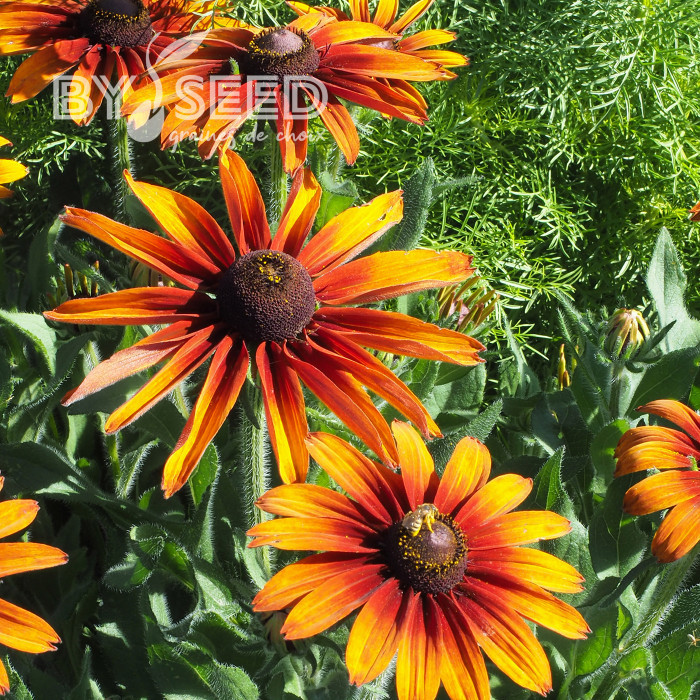 Rudbéckia Cappuccino