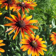 Rudbéckia Cappuccino