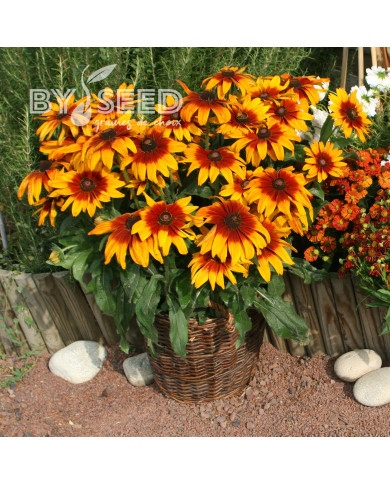 Rudbéckia Cappuccino