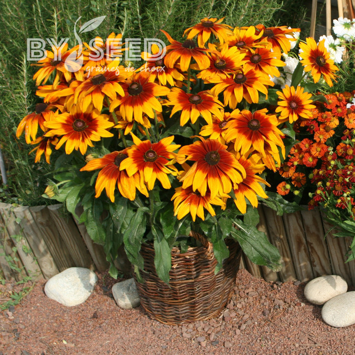 Rudbéckia Cappuccino