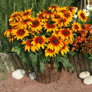 Rudbéckia Cappuccino