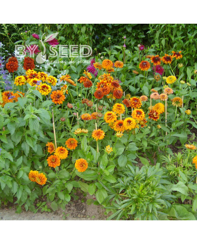 Rudbéckia Cherokee Sunset