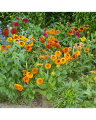 Rudbéckia Cherry Brandy
