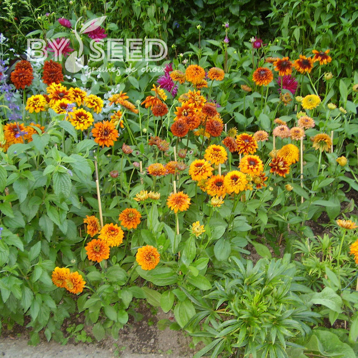 Rudbéckia Cherokee Sunset