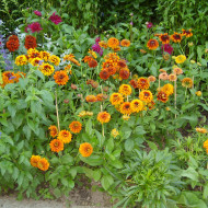 Rudbéckia Cherokee Sunset