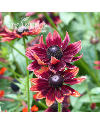 Rudbéckia Cherry Brandy