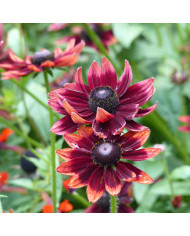 Rudbéckia Chim Chiminee