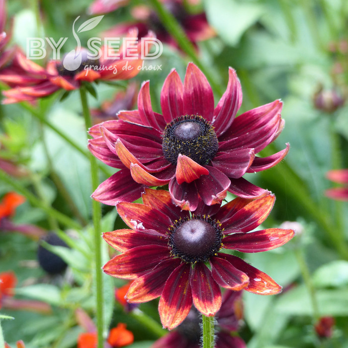 Rudbéckia Cherry Brandy