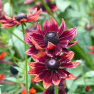 Rudbéckia Cherry Brandy