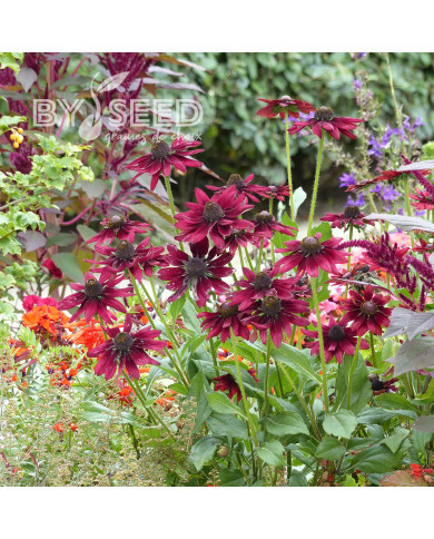 Rudbéckia Cherry Brandy