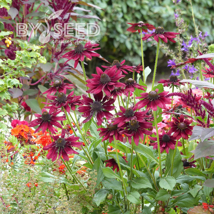 Rudbéckia Cherry Brandy