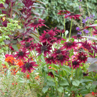 Rudbéckia Cherry Brandy