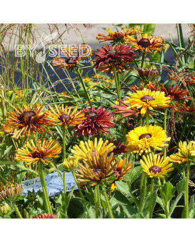 Rudbéckia Chim Chiminee