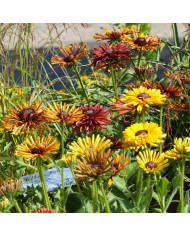 Rudbéckia Cherry Brandy