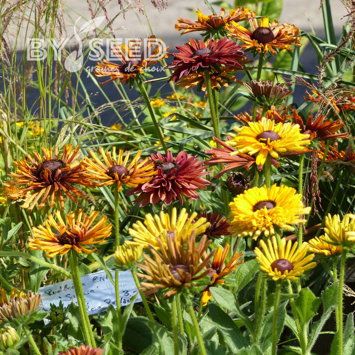 Rudbéckia Chim Chiminee