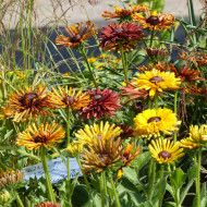 Rudbéckia Chim Chiminee