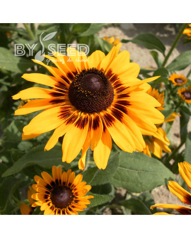 Rudbéckia Denver Daisy