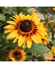 Rudbéckia Goldilocks double