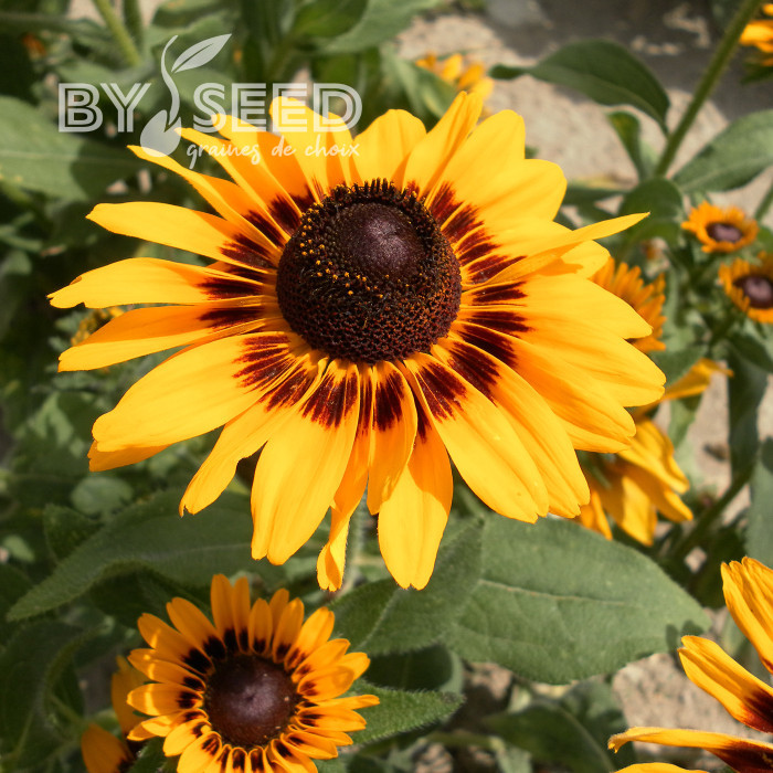 Rudbéckia Denver Daisy